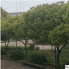 綠化行道樹香樟樹庭院植物 綠化喬木 30cm香樟樹40棵