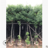 工程綠化園林叢生香樟樹8公分5cm多種規格香樟大樹苗基地自產直銷