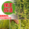 直銷 金葉水杉樹苗 彩色綠化苗 金葉水杉小苗 水杉苗 量大從優