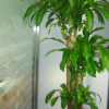 大型客廳盆栽植物綠植 巴西木 千年木 巴西鐵樹 龍血樹 開業(yè)居家