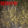 干枝臘梅干支遇水會(huì)開花干花枝真花桃花梅花臘梅紅梅枝條泡水開花