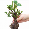 玫瑰花苗盆栽花卉室內陽臺植物月季觀花薔薇