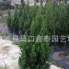 過楊 常綠松柏盆栽 柏樹檜柏 漳州基地直銷 量大從優