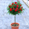 樹狀月季花苗月季花苗多種花色樹樁大花品種樹狀月季花樹苗
