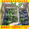 三角梅小苗 各色三角梅 袋苗杯苗 漳州基地直銷