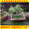 基地直銷 雀梅盆景 高檔精品造型雀梅盆景樹樁