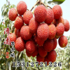 批發荔枝苗 無核荔枝苗 嫁接果樹苗 荔枝苗 當年結果荔枝苗