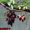 四季常青爬藤攀援植物樹種油麻藤種子牛馬藤大血藤雀兒花紫藤種子