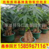花財樹 高度100-180價格200 福建基地直銷
