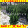 過楊 常綠松柏盆栽 柏樹檜柏 漳州基地直銷 量大從優