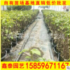 紫色三角梅盆栽 福建漳州三角梅基地直銷 大量供應