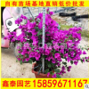 庭院觀花盆栽 云南紫三角梅 紫色三角梅大量批發