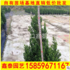 過楊 高度50-100價格17 漳州基地直銷 松柏 寶塔松