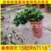 榕樹 盆景榕樹 高25-30價格100 福建基地直銷