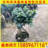 人參榕高度30-60 價格15 四季常青 供應人參榕盆景