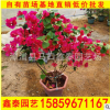 潮州紅三角梅 基地直銷 盆栽地栽三角梅 量大從優