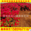 潮州紅三角梅 高80-100 價格20 漳州基地直銷