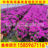 漳州基地直銷 云南紫三角梅盆栽花卉 大量供應 低價批發