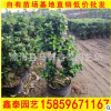 s彎榕樹 高度40-100 價格32 多品種s彎榕樹