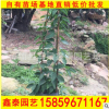 炮杖花批發 自產自銷福建漳州炮仗花 量大從優
