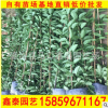 炮杖花 園林綠化攀援花卉 鞭炮花苗 廠家直銷