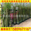 佛肚竹 佛竹 羅漢竹盆栽 福建基地直銷 量大從優