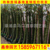 佛肚竹 高度1-5-2米 價格18 福建基地直銷