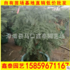 澳洲杉盆栽 盆景室內花卉 盆栽植物 基地直銷