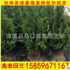 過楊 松柏盆栽 寶塔松 福建基地直銷 量大從優