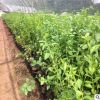 供應藍莓小苗 常年銷售優(yōu)質品種藍莓小苗 送種植技術