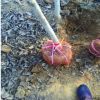 基地供應大規格核桃樹5--15公分的核桃樹量大占地核桃樹