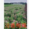 開原苗圃基地直供多季刺玫【黃刺梅】品種齊全 精品綠籬苗