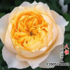 供應新品日本月季花 金色珊瑚心 切花月季 庭院觀花植物
