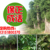 基地批發(fā) 香樟樹 香樟樹苗 香樟苗 行道樹 綠化工程苗 樹形美