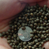 正宗沙藏紅豆杉種子 曼地亞紅豆杉苗種子沙藏南方紅豆杉東北發(fā)芽
