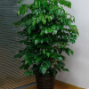 綠寶幸福樹盆栽大型室內觀葉植物客廳辦公室綠植盆景批發不含盆