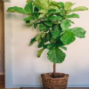 琴葉榕 盆栽 客廳大型植物 綠植花卉盆景 四季常青 琴葉榕 橡皮樹