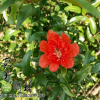 供應園林綠化花石榴樹