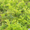 批發(fā)藤本植物 紫藤 紫藤苗紫藤樹苗當(dāng)年開花公園長廊攀爬爬藤