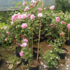 藤本月季歐月藤本大花月季玫瑰薔薇花爬藤植物四季開花庭院爬墻