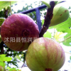 苗鋪直銷嫁接無花果樹苗 根系發(fā)達(dá)帶果發(fā)貨 包成活 品種齊全
