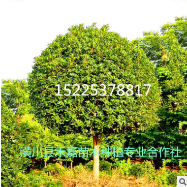 基地供應桂花樹 金桂樹丹桂四季桂花 八月桂花 綠化工程耐寒桂花 使用期限：2018.6.14-2018.7.15 ￥0 滿0元可用 立即領取 ￥0 滿0元可用 立即領取 ￥0 滿0元可用 立即領取 ￥