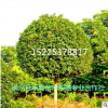 基地供應桂花樹 金桂樹丹桂四季桂花 八月桂花 綠化工程耐寒桂花 使用期限：2018.6.14-2018.7.15 ￥0 滿0元可用 立即領取 ￥0 滿0元可用 立即領取 ￥0 滿0元可用 立即領取 ￥