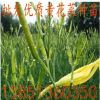 優質黃花菜種苗 黃花菜苗根 黃花菜苗種子 金針菜苗根 黃花菜種根