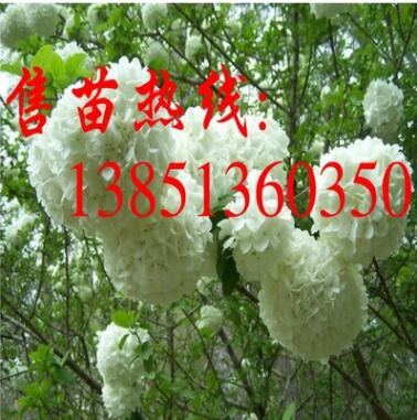 大量批發木繡球小苗 大規格木繡球樹苗 白繡球苗 斗球苗