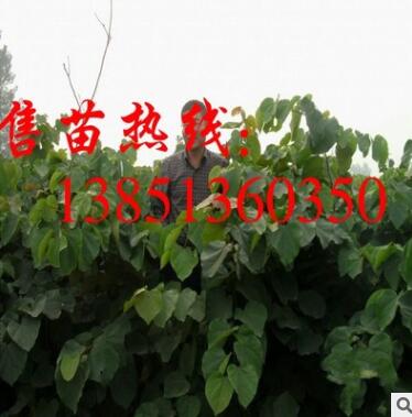 批發(fā)巨紫荊小苗 大量供應(yīng)巨紫荊苗 巨紫荊種子 巨紫荊基地