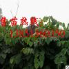 批發巨紫荊小苗 大量供應巨紫荊苗 巨紫荊種子 巨紫荊基地