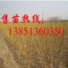 批發金枝槐樹苗 黃金槐樹苗 供應胸徑2-15厘米金枝槐