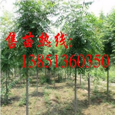 批發欒樹小苗 欒樹苗 大規格欒樹樹苗 欒樹基地 欒樹種子