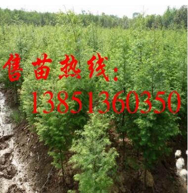 批發水杉樹小苗 水杉樹苗 大規格工程苗 水杉苗基地 水杉小苗